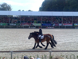 Kaltblüter geritten
